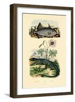 Whitespotted Filefish, 1833-39-null-Framed Giclee Print