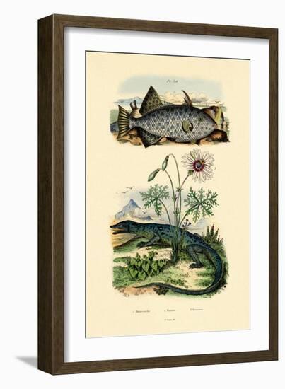 Whitespotted Filefish, 1833-39-null-Framed Giclee Print