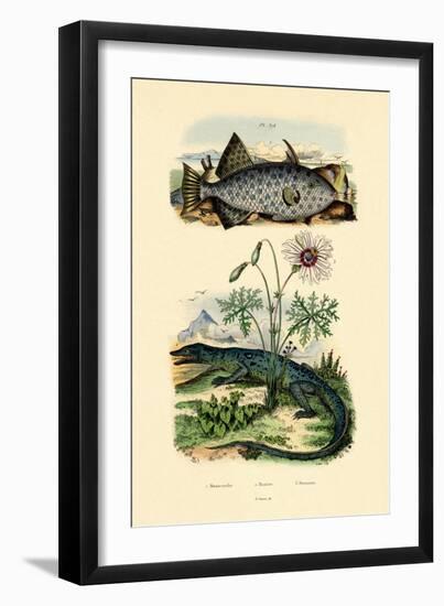 Whitespotted Filefish, 1833-39-null-Framed Giclee Print