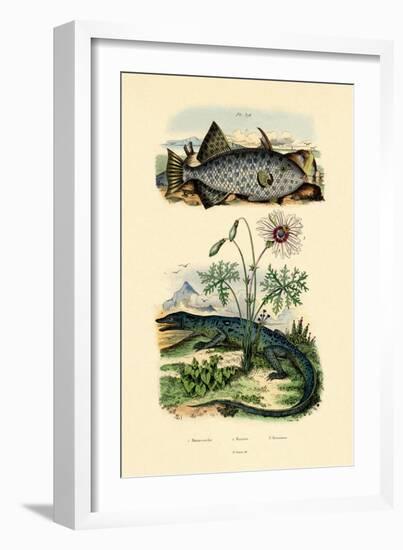 Whitespotted Filefish, 1833-39-null-Framed Giclee Print