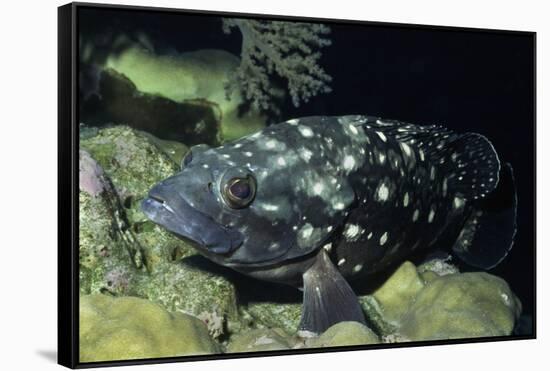 Whitespotted Grouper-Hal Beral-Framed Stretched Canvas