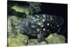 Whitespotted Grouper-Hal Beral-Stretched Canvas