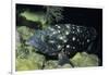 Whitespotted Grouper-Hal Beral-Framed Photographic Print