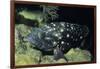 Whitespotted Grouper-Hal Beral-Framed Photographic Print