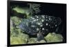 Whitespotted Grouper-Hal Beral-Framed Photographic Print