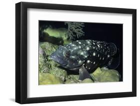 Whitespotted Grouper-Hal Beral-Framed Photographic Print