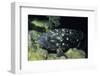 Whitespotted Grouper-Hal Beral-Framed Photographic Print