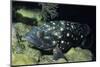 Whitespotted Grouper-Hal Beral-Mounted Photographic Print