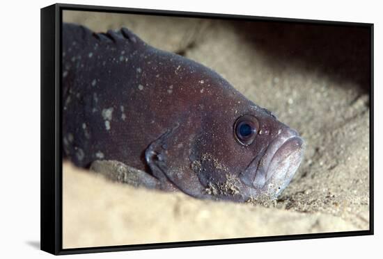 Whitespotted Soapfish (Rypticus Maculatus), Dominica, West Indies, Caribbean, Central America-Lisa Collins-Framed Stretched Canvas