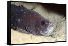 Whitespotted Soapfish (Rypticus Maculatus), Dominica, West Indies, Caribbean, Central America-Lisa Collins-Framed Stretched Canvas