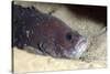 Whitespotted Soapfish (Rypticus Maculatus), Dominica, West Indies, Caribbean, Central America-Lisa Collins-Stretched Canvas