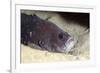 Whitespotted Soapfish (Rypticus Maculatus), Dominica, West Indies, Caribbean, Central America-Lisa Collins-Framed Photographic Print