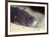 Whitespotted Soapfish (Rypticus Maculatus), Dominica, West Indies, Caribbean, Central America-Lisa Collins-Framed Photographic Print