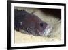 Whitespotted Soapfish (Rypticus Maculatus), Dominica, West Indies, Caribbean, Central America-Lisa Collins-Framed Photographic Print