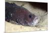 Whitespotted Soapfish (Rypticus Maculatus), Dominica, West Indies, Caribbean, Central America-Lisa Collins-Mounted Photographic Print
