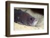 Whitespotted Soapfish (Rypticus Maculatus), Dominica, West Indies, Caribbean, Central America-Lisa Collins-Framed Photographic Print