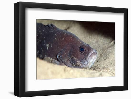 Whitespotted Soapfish (Rypticus Maculatus), Dominica, West Indies, Caribbean, Central America-Lisa Collins-Framed Photographic Print