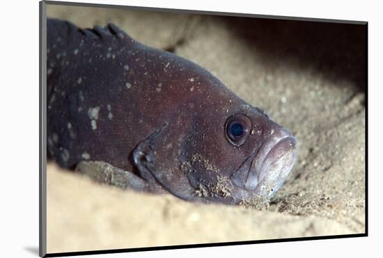 Whitespotted Soapfish (Rypticus Maculatus), Dominica, West Indies, Caribbean, Central America-Lisa Collins-Mounted Photographic Print