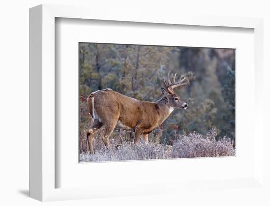 Whitetail Buck Deer Stag-null-Framed Art Print