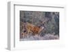 Whitetail Buck Deer Stag-null-Framed Art Print