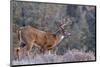 Whitetail Buck Deer Stag-null-Mounted Art Print