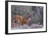 Whitetail Buck Deer Stag-null-Framed Art Print