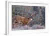 Whitetail Buck Deer Stag-null-Framed Art Print