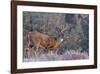 Whitetail Buck Deer Stag-null-Framed Art Print