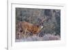 Whitetail Buck Deer Stag-null-Framed Art Print