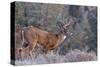 Whitetail Buck Deer Stag-null-Stretched Canvas