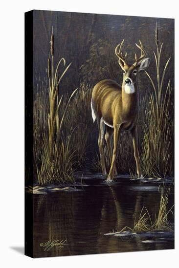 Whitetail Buck-Wilhelm Goebel-Stretched Canvas