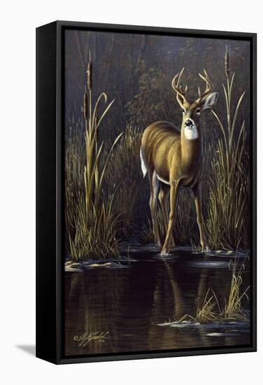 Whitetail Buck-Wilhelm Goebel-Framed Stretched Canvas