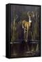Whitetail Buck-Wilhelm Goebel-Framed Stretched Canvas