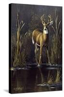 Whitetail Buck-Wilhelm Goebel-Stretched Canvas