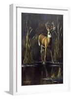 Whitetail Buck-Wilhelm Goebel-Framed Giclee Print