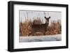Whitetail Deer along A Swamp-Agape Outdoors-Framed Photographic Print