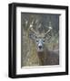 Whitetail Deer Buck Closeup-null-Framed Art Print