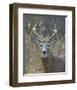 Whitetail Deer Buck Closeup-null-Framed Art Print