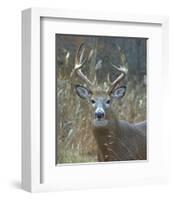 Whitetail Deer Buck Closeup-null-Framed Art Print