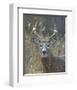 Whitetail Deer Buck Closeup-null-Framed Art Print