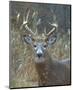 Whitetail Deer Buck Closeup-null-Mounted Art Print