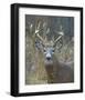 Whitetail Deer Buck Closeup-null-Framed Art Print