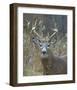 Whitetail Deer Buck Closeup-null-Framed Art Print