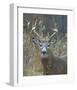 Whitetail Deer Buck Closeup-null-Framed Art Print