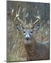 Whitetail Deer Buck Closeup-null-Mounted Art Print
