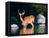 Whitetail Deer Buck in Katahdin Lake, Northern Forest, Maine, USA-Jerry & Marcy Monkman-Framed Stretched Canvas