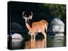 Whitetail Deer Buck in Katahdin Lake, Northern Forest, Maine, USA-Jerry & Marcy Monkman-Stretched Canvas