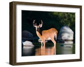 Whitetail Deer Buck in Katahdin Lake, Northern Forest, Maine, USA-Jerry & Marcy Monkman-Framed Premium Photographic Print