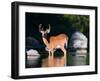 Whitetail Deer Buck in Katahdin Lake, Northern Forest, Maine, USA-Jerry & Marcy Monkman-Framed Photographic Print