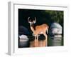 Whitetail Deer Buck in Katahdin Lake, Northern Forest, Maine, USA-Jerry & Marcy Monkman-Framed Photographic Print